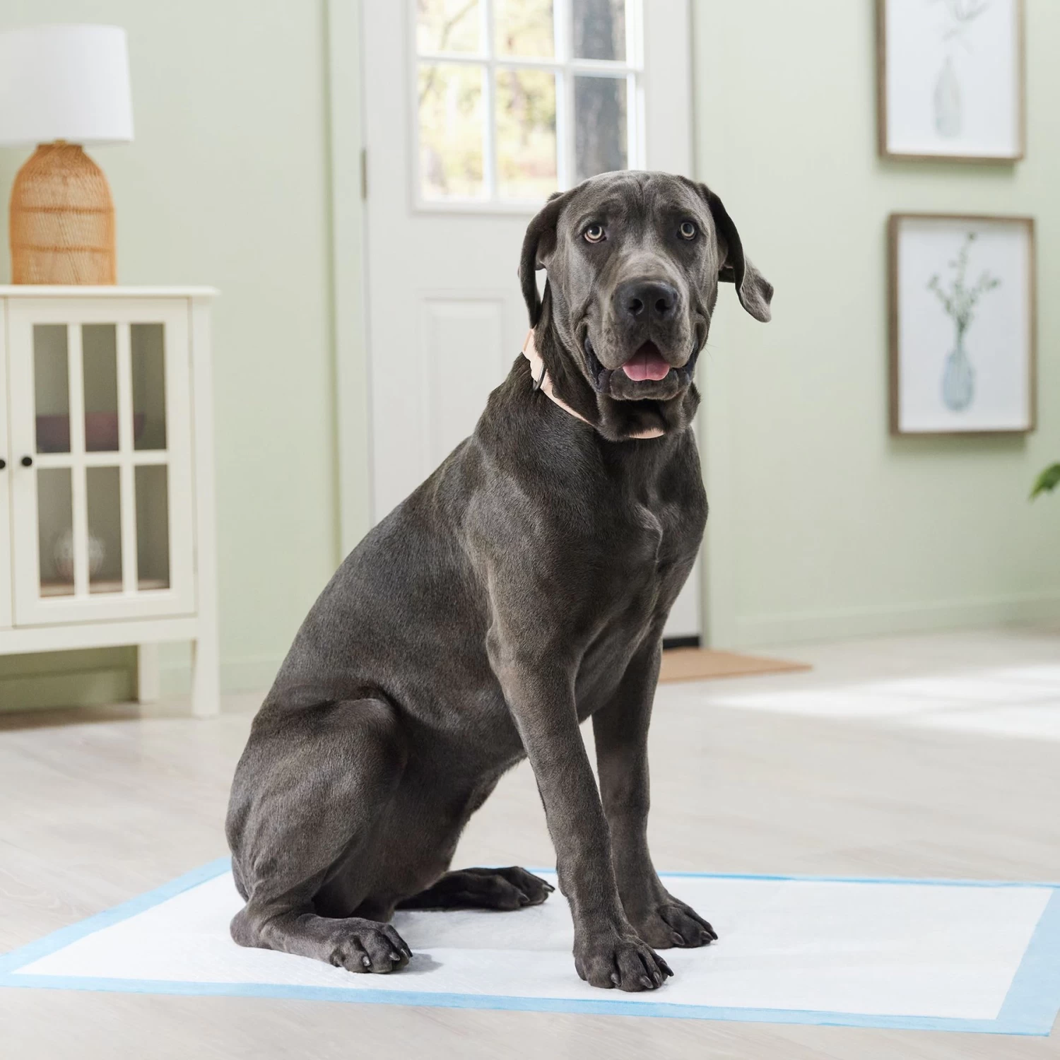 Frisco Premium Giant Dog Training & Potty Pads - Image 7