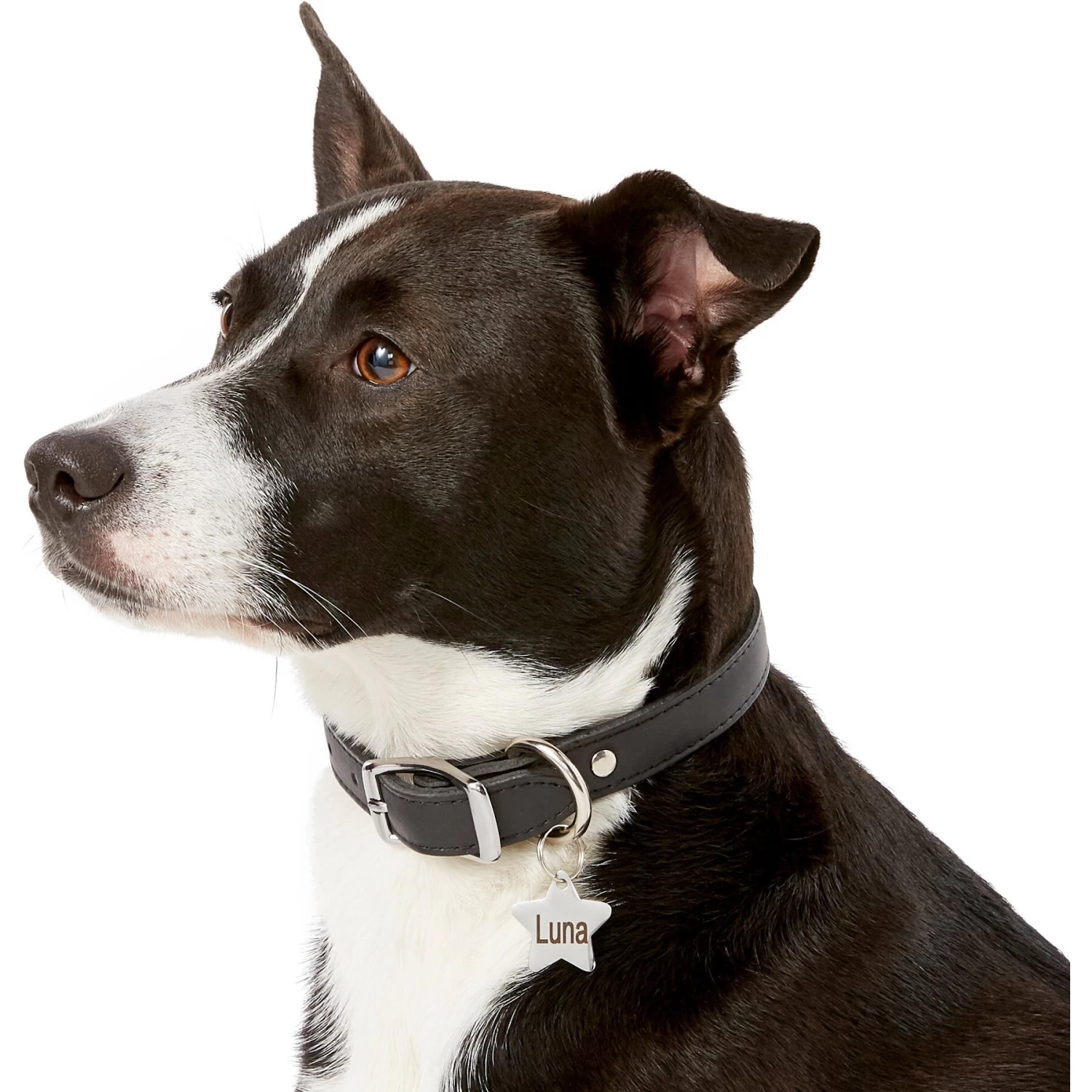 Frisco Stainless Steel Personalized Dog & Cat ID Tag, Star - Image 6