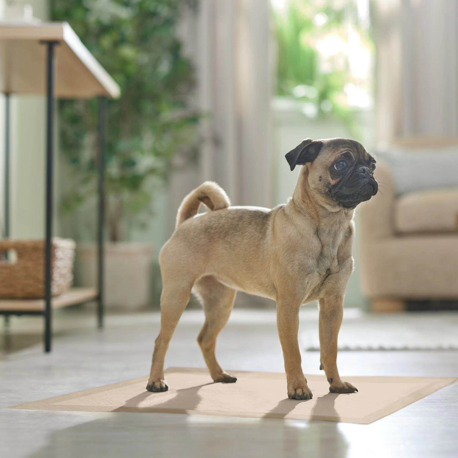 Frisco Large Eco-Conscious Dog Training & Potty Pads - Image 7