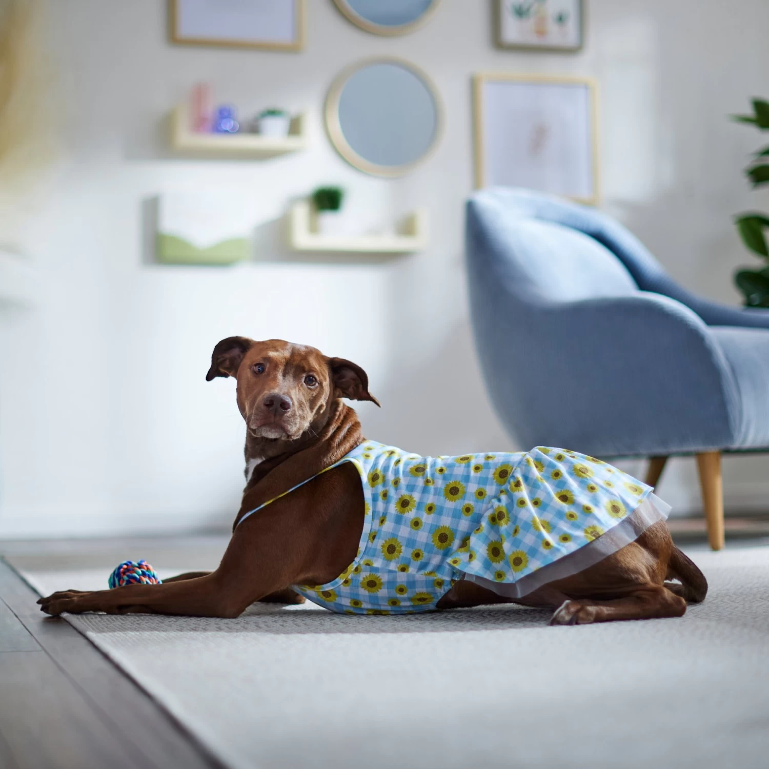 Frisco Sunflower Gingham Dog & Cat Dress - Image 6