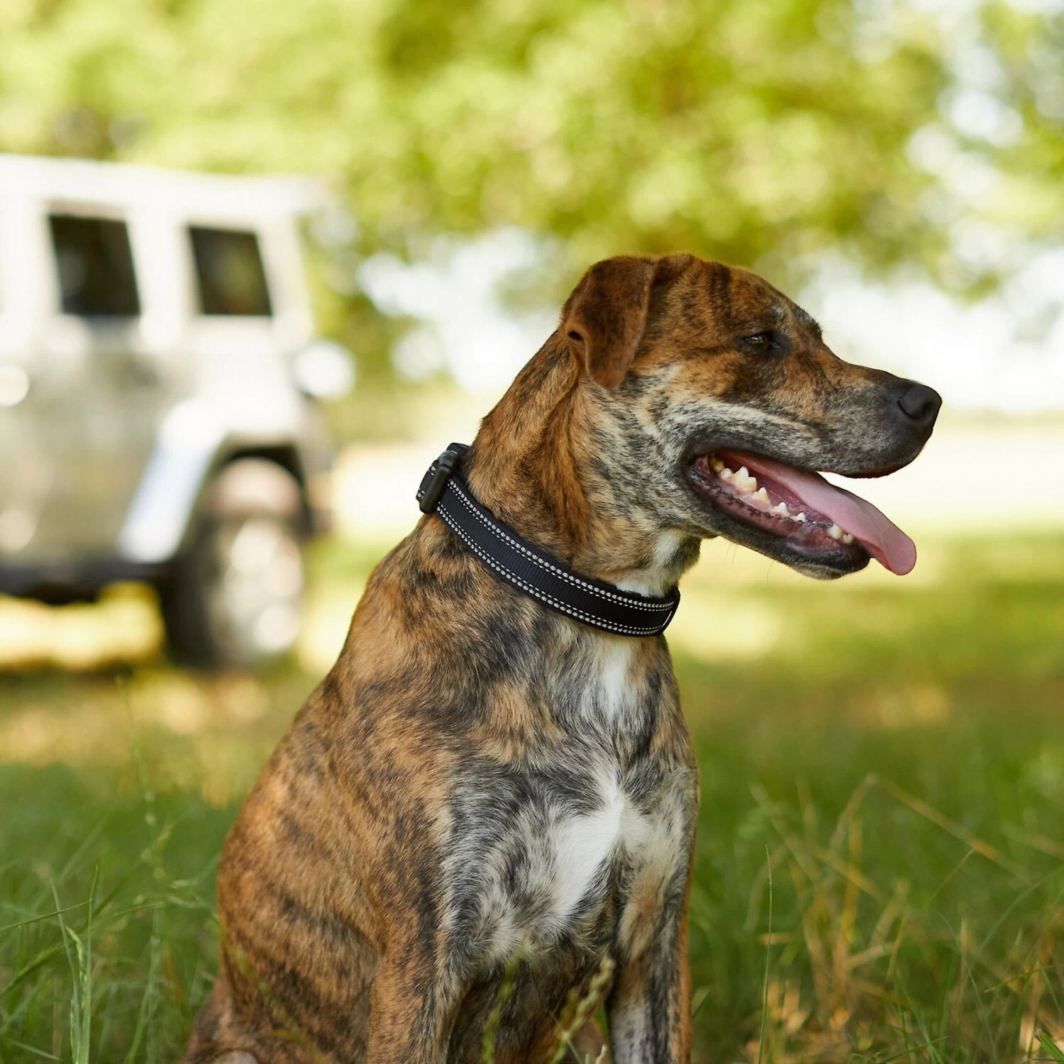 Frisco Outdoor Premium Ripstop Nylon Dog Harness With Pocket & Frisco Outdoor Nylon Reflective Comfort Padded Dog Collar - Image 9