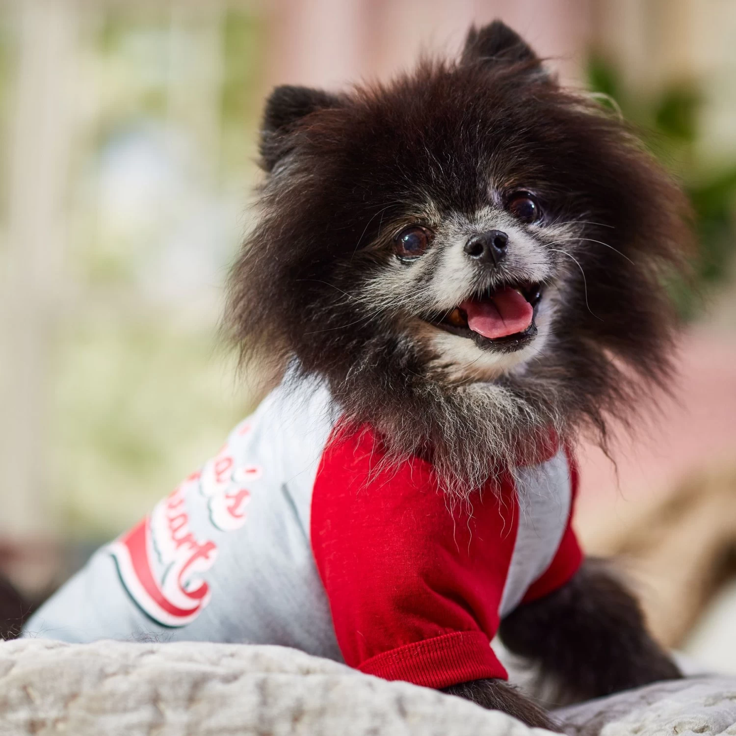 Frisco Mama's Sweetheart Dog & Cat T-Shirt - Image 8