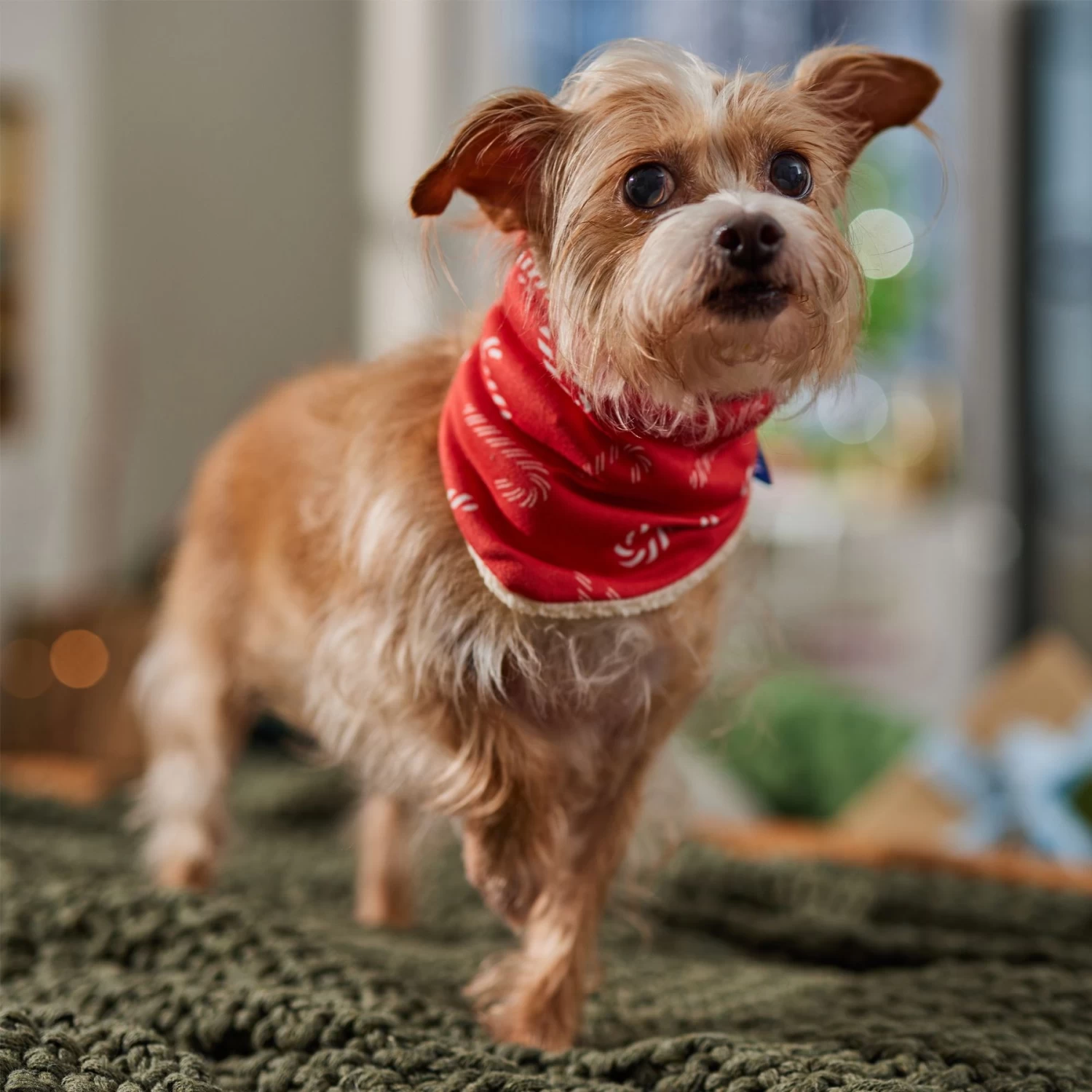 Frisco Reversible Candy Cane Cozy Knit Faux Fur Dog & Cat Pullover Bandana, 1 Count - Image 6